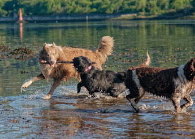 Dogs with a stick