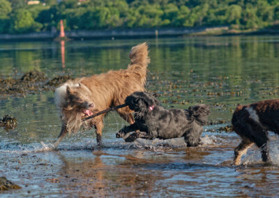 dog taking a stick from another dog