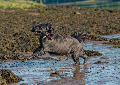 Black Tibetan terrier running with a stick