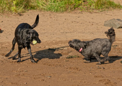 tibetan terrier trying to play with a black labrador