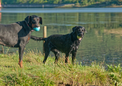 Two dogs standing watching something