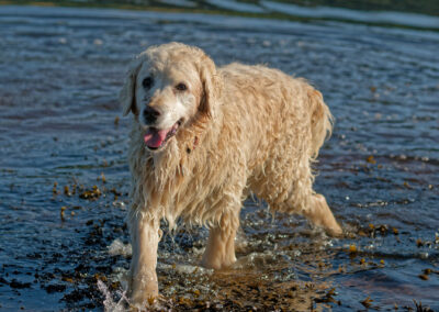 Golden retriever coming out of the river