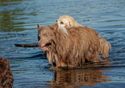 collie with a stick standing in a river