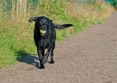black labrador with a ball in her mouth