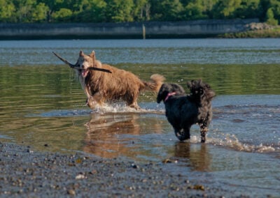 dogs with a stick