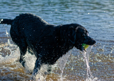 up close with a black labrador