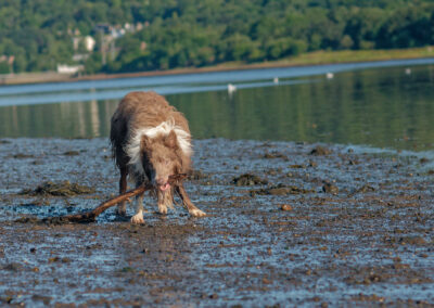 wet border collie on a beach with a stick