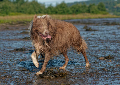 lilac border collie on a wet beach