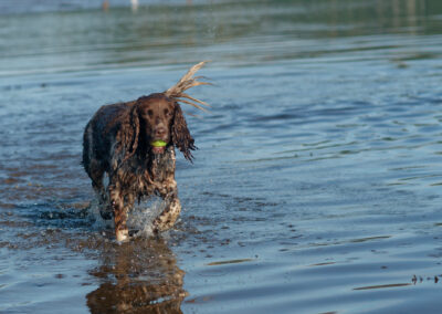 old liver and white english springer spaniel in the river