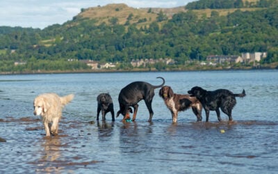 5 dogs on the beach