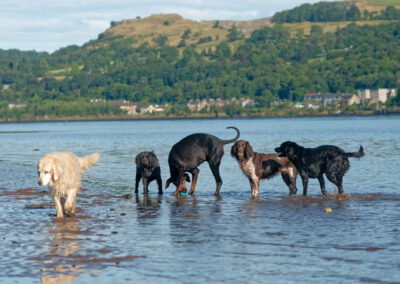 5 dogs on the beach