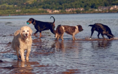 group of dogs at erskine beach