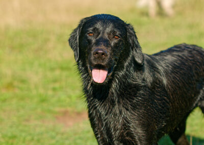 happy black labrador