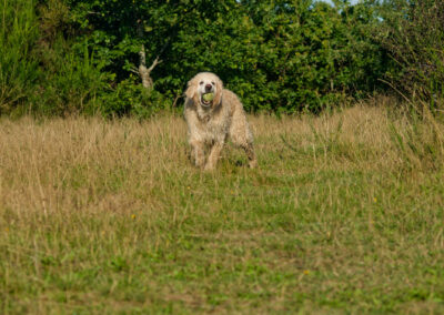 golden retriever with a ball
