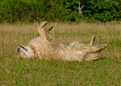 dog rolling on its toy