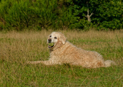 golden retriever lying with a ball in her mouth