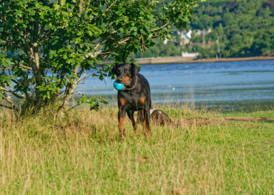 Doberman carrying two balls in its mouth