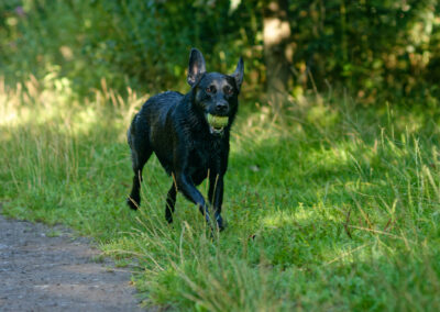 black labrador running in shade with a ball in her mouth