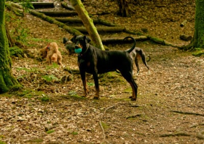 dog standing on the scout trail in finlaystone