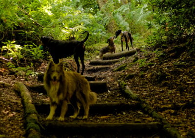woodland steps