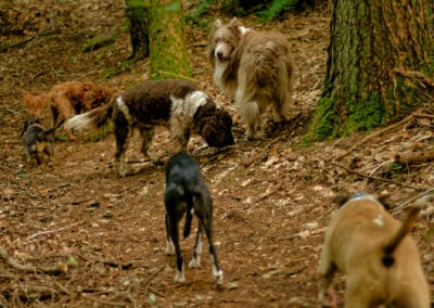 dog walking casually on a sunny day in a woodland
