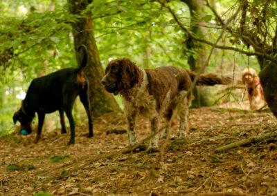 dog carrying a ball she found