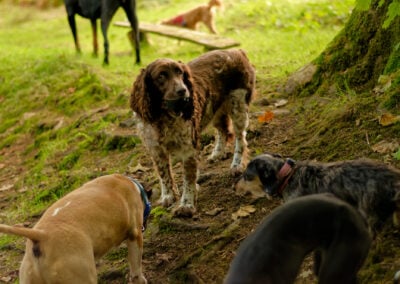 springer spaniel carrying a ball with other dogs nearby