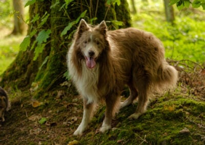 border collie in a woodland
