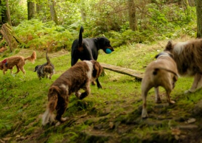 calmy walking dogs off lead in a wood