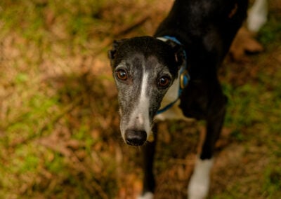 standing over a whippet