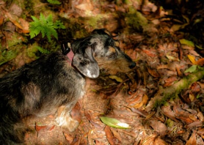 standing over a dachshund