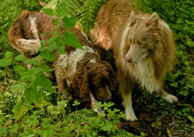 dogs drinking from a woodland stream