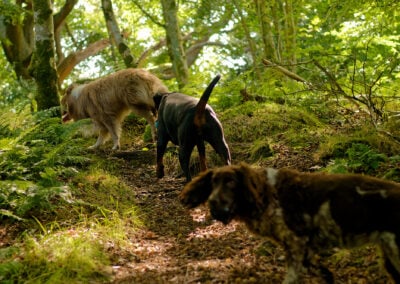 dog walking up a woodland hill