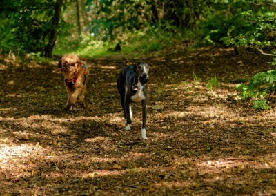 dogs running under tree cover