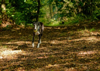 a whippet under woodland cover