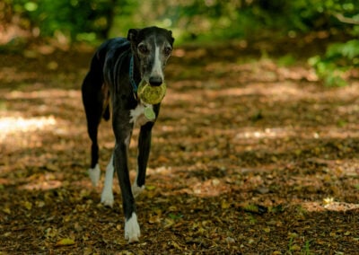 close up of a whippet in a woodland