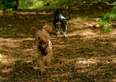 apricot cockapoo running under woodland cover