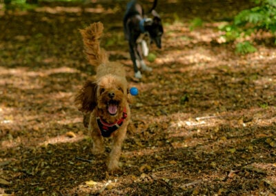 happy cockapoo action photo