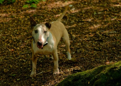 miniature bull terrier happy