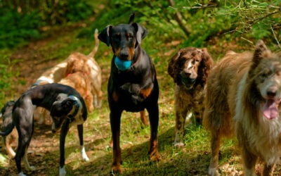 group of dogs standing for a photo
