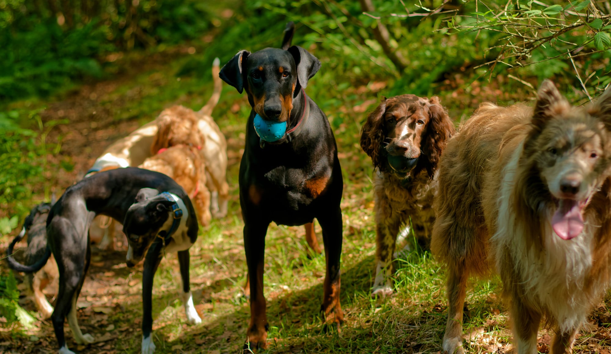 _BDW5609_DxO1-1 group of dogs standing for a photo