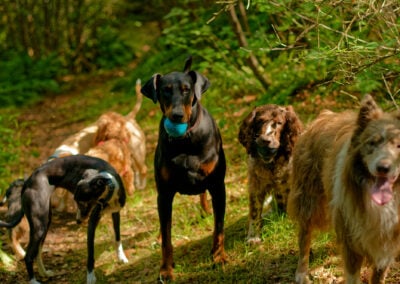 pack of dogs