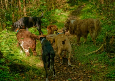 pack of dogs on a narrow woodland trail