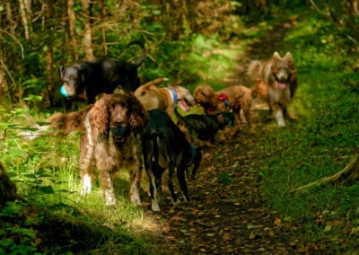 pack of dogs in a wood
