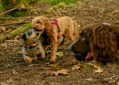 two small dogs play