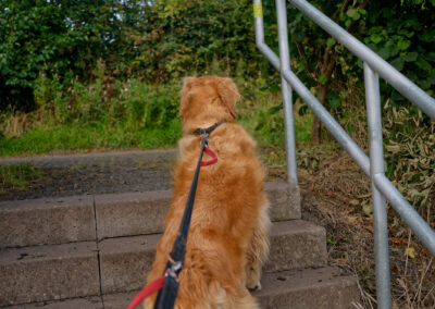 dog walking up steps
