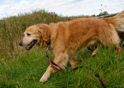 walking a dog on lead