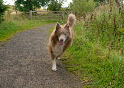 Collie on a footpath