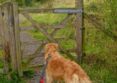 dog standing in front of gate
