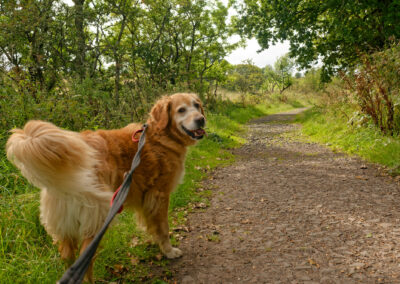 happy dog on a country walk
